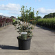 Osmanthus heterophyllus 80-100 cm 10L