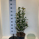 Photinia fraseri 'Carré Rouge' 60-80 cm 10L