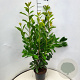 Prunus l. 'Novita' 80-100 cm 10L