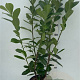 Prunus l. 'Novita' 80-100 cm 10L
