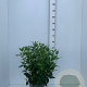 Viburnum tinus 50-60 cm 7,5L