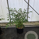 Nandina domestica 60-80 cm 12L