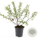 Potentilla f. 'Abbotswood' GM C1.3