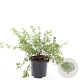Potentilla f. 'Abbotswood' GM C1.3