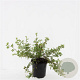 Potentilla f. 'Abbotswood' GM C1.3