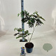 Albizia julibr. 'Summer Chocolate' 70-80 cm 3,0L
