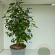 Callicarpa bod. 'Profusion' 60-80 cm 10L