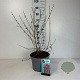 Callicarpa bod. 'Profusion' 60-80 cm 10L