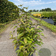 Callicarpa bod. 'Profusion' 60-80 cm 10L