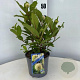 Cephalanthus occidentalis 30-40 cm 3,0L
