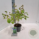 Cephalanthus occidentalis 30-40 cm 3,0L
