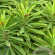 Euphorbia 'Ascot Rainbow' GM P9