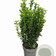 Euonymus jap. 'Green Spire' 30-40 cm P17