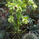 Helleborus foetidus GM P9