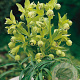 Helleborus foetidus GM P9