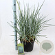 Leymus arenarius 'Blue Dune' 30-40 cm 12L