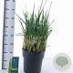 Leymus arenarius 'Blue Dune' 30-40 cm 12L