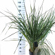 Leymus arenarius 'Blue Dune' 30-40 cm 12L