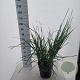 Leymus arenarius 'Blue Dune' 30-40 cm 12L