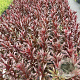 Lobelia 'Queen Victoria' GM 2,0L