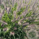 Pennisetum al. 'Black Beauty' GM P9