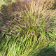 Pennisetum al. 'Black Beauty' GM P9