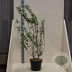 Philadelphus 'Belle Etoile' 100-125 cm 10L