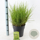 Sesleria autumnalis 30-40 cm 6,5L