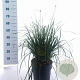 Sesleria heufleriana 80-100 cm 5,0L