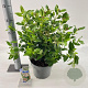 Viburnum tinus 30-40 cm 5,0L