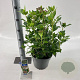 Viburnum tinus 30-40 cm 5,0L