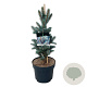 Picea pungens 'Iseli Fastigiate' 50-60 cm 6L