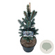 Picea pungens 'Iseli Fastigiate' 50-60 cm 6L