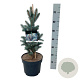 Picea pungens 'Iseli Fastigiate' 50-60 cm 6L