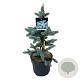 Picea pungens 'Oldenburg' 40-50 cm 6L