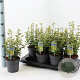 Euonymus fort. 'Emerald 'n' Gold' 15-20 cm P13