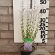 Perovskia atripl. 'Little Spire' 30-40 cm 2,0L