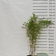 Fargesia robusta 'Campbell' 100-125 cm 15L