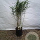 Fargesia robusta 'Campbell' 100-125 cm 15L