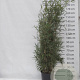 Fargesia robusta 'Campbell' 125-150 cm 15L