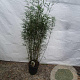 Fargesia robusta 'Campbell' 125-150 cm 15L