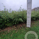 Fargesia rufa 100-125 cm 15L