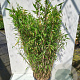 Fargesia scabrida 'Asian Wonder' 125-150 cm 15L