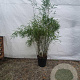Fargesia scabrida 'Asian Wonder' 125-150 cm 15L