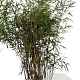 Fargesia scabrida 'Asian Wonder' 125-150 cm 15L
