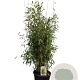 Fargesia 'Winter Joy' 100-125 cm 15L