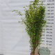 Fargesia 'Winter Joy' 150-175 cm 15L