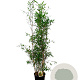 Fargesia 'Winter Joy' 150-175 cm 15L