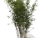 Fargesia 'Winter Joy' 150-175 cm 15L