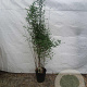 Fargesia 'Winter Joy' 150-175 cm 15L